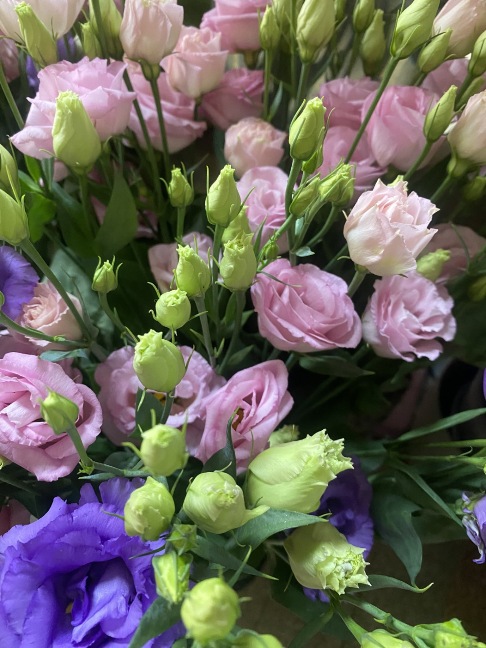 sabiflor-roses